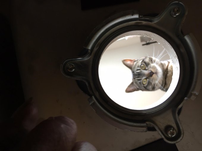 The image features a cat peeking out from behind a silver circle or window, looking at something outside of the frame. The cat's reflection can be seen through the circular opening, creating an interesting visual effect. The photo has been edited with a caption that reads "ai is rewriting the entire crypto narrative game. once x payments roll out and verify follow becomes the default connect, memes stop being pure vibes and turn into actual coordination layers." This caption connects the image of the cat to the broader context of cryptocurrency and blockchain technology.