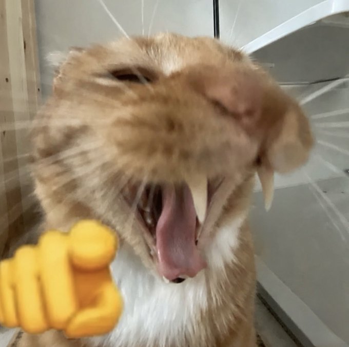 A close-up of an orange and white cat yawning widely, with a yellow pointing finger emoji overlay.