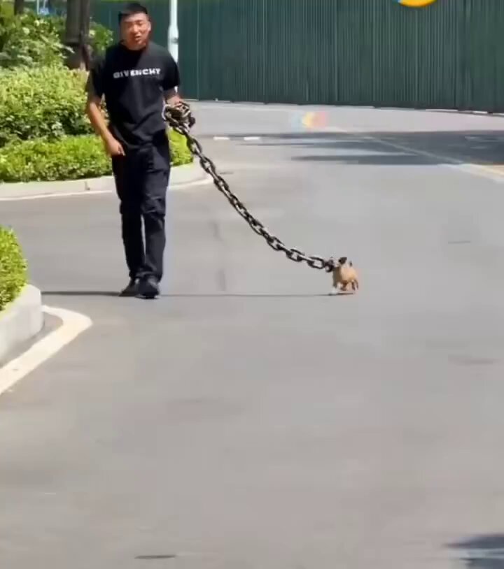 The image shows a man walking down a street while holding onto a large chain that has a small puppy attached to it, as if they are both participating in an obstacle course. The scene takes place outdoors, possibly near a park or a designated area for dog training and exercise. There is also a car visible on the left side of the image.