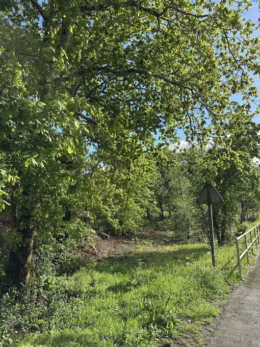 A peaceful outdoor scene features lush green trees arching over a grassy area, with a paved path and metal railing on the right side leading into a wooded landscape. A small triangular sign stands among the greenery, complementing the tranquil, sunny weekend atmosphere.