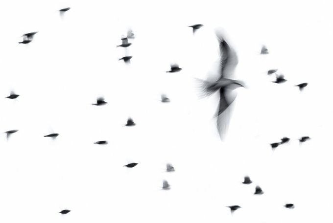 An artistic black-and-white photograph captures a flock of birds in motion against a pale sky, with one large bird in sharp focus at the center and others blurred around it.