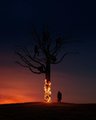 A silhouetted tree stands against a vibrant sunset sky, illuminated from below by flames.
