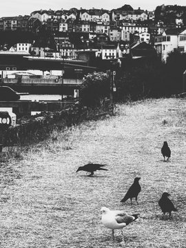 A black-and-white photograph showing a group of birds, including a prominent seagull in the foreground, on a grassy slope with houses and a town in the background.