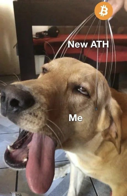 A meme featuring a golden retriever with its tongue out, labeled 'New ATH' with a Bitcoin logo pointing to it, and the dog labeled 'Me' looking unimpressed.