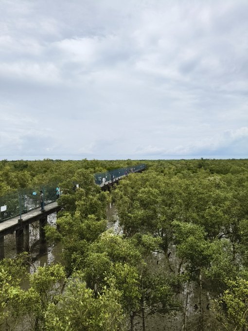 A wooden boardwalk winding through a vast mangrove forest under a cloudy sky, with a few visitors walking along it.
