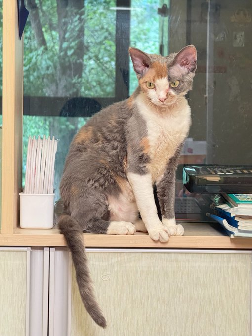 A calico cat with gray, white, and orange markings sits on a windowsill next to a container of straws and books, with a window showing green foliage in the background.