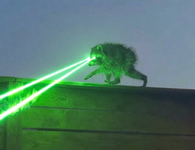 A raccoon perched on a wooden fence shoots bright green laser beams from its eyes, embodying the over-the-top chaotic energy of "Jimothy is Himothy." The absurd, meme-like image captures the post's playful vibe by depicting the raccoon as an unstoppable, laser-eyed force of nature.