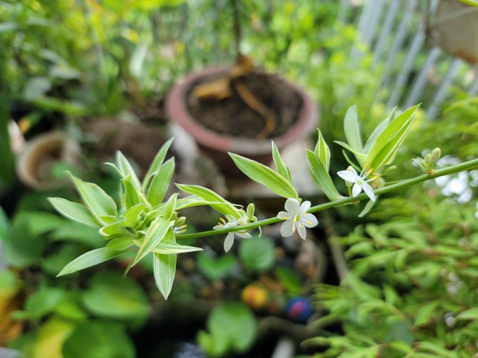 A delicate plant with small white flowers and slender green leaves, photographed in a garden setting with potted plants visible in the background.