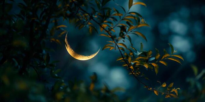 A moody, atmospheric photograph of a crescent moon glowing warmly through silhouetted tree branches and leaves against a dark blue night sky.