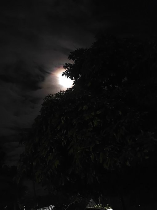 A nighttime photo of the moon shining through clouds behind the silhouette of a large tree.