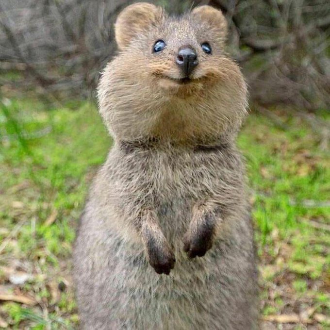 A quokka stands upright on its hind legs in a grassy area, looking directly at the camera with small paws visible and a slight smile on its face.