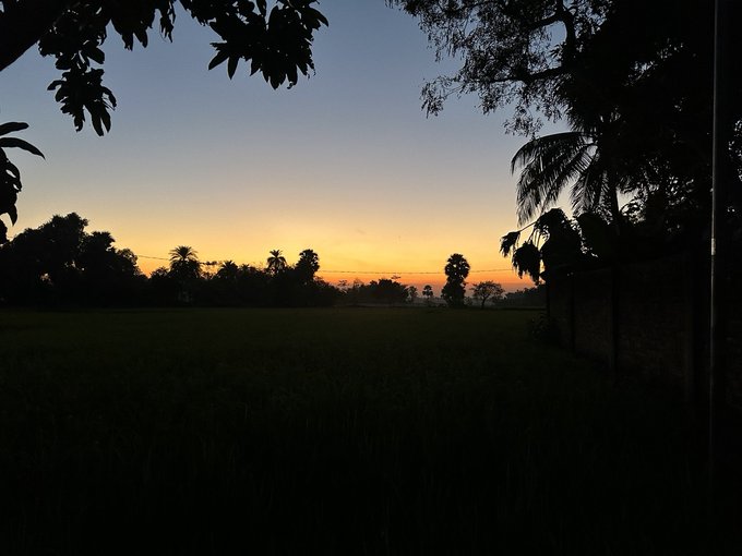 A serene sunset view over a field with silhouetted trees, including a prominent palm tree on the right and foliage framing the top of the image.