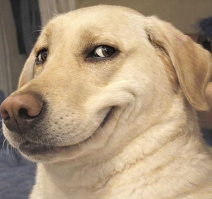 A close-up portrait of a smiling yellow Labrador retriever looking to the side.