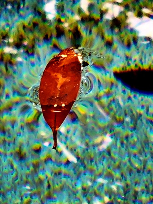 An orange fish swims above a blue-green, algae-covered seabed. In response to “Show me a leaf,” the red-orange shape could be mistaken for a leaf, though it is clearly a fish.