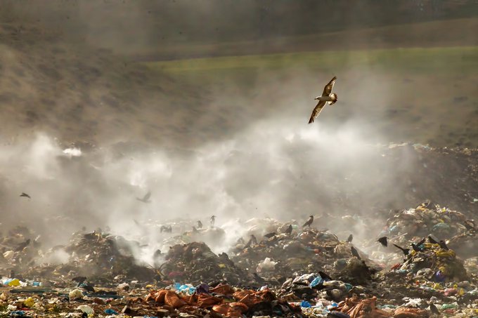 Birds flying above a large garbage dump with smoke rising from the burning trash, showing scavenger birds amid the haze.