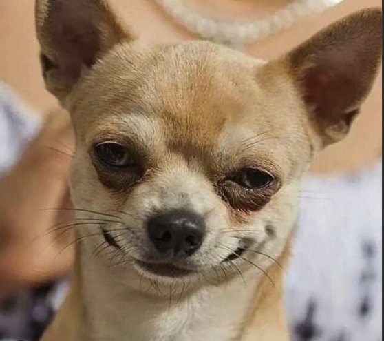 A close-up portrait of a tan and white chihuahua with large pointed ears and an endearing expression is held by a person wearing a pearl necklace, seemingly unrelated to the accompanying post about Grass Stage 2 USDC rewards and the app.grass.io/dashboard.