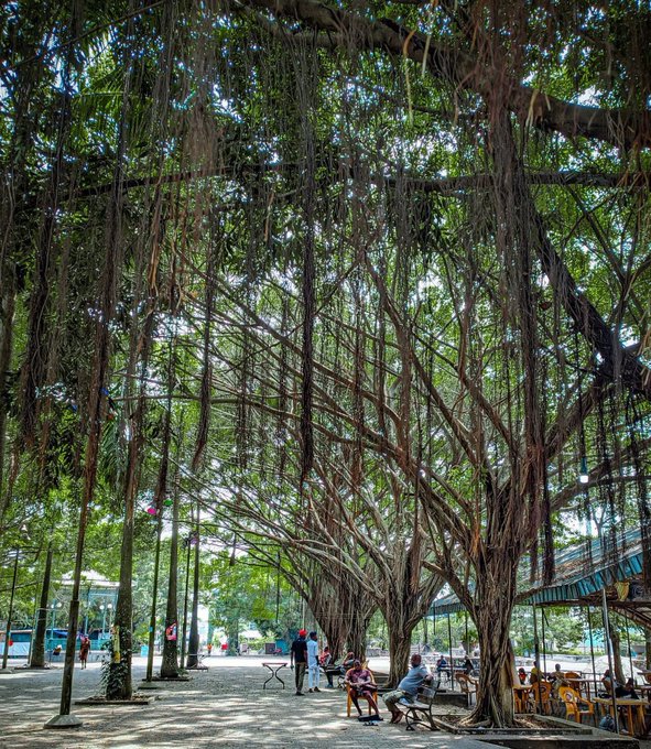 A grand banyan tree with cascading aerial roots shades an outdoor seating area where people gather at picnic tables on the sandy ground. The image illustrates the "touch grass" theme of the post, capturing a peaceful natural setting that contrasts with the crypto and gaming activities mentioned.