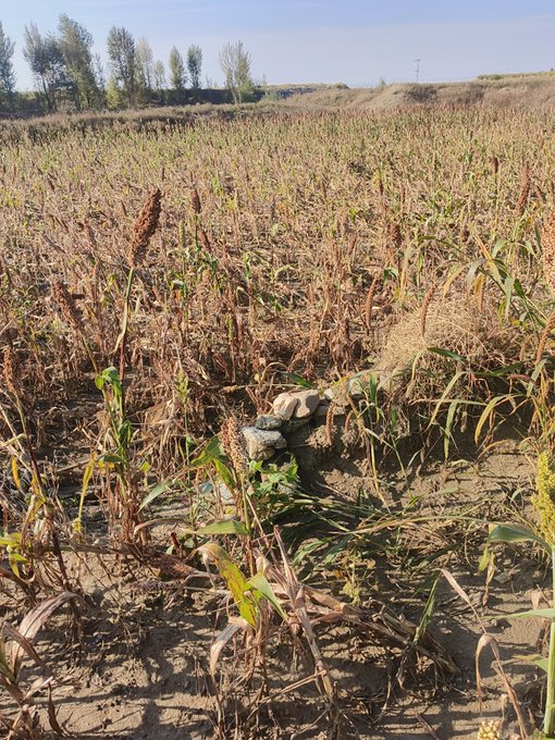 A dried agricultural field, likely sorghum or corn, with some stones visible in the foreground under a clear sky.