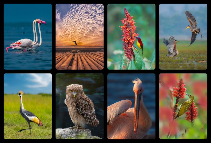 A grid collage of eight wildlife photographs featuring various birds including flamingos, a sunbird, an owl, a pelican, and a crowned crane.