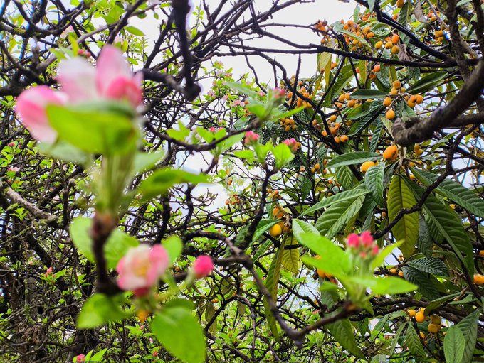The image features a close-up view of flowers, leaves, and branches, showcasing the beauty of nature. The flowers are in full bloom with vibrant colors, including pink and yellow hues. The leaves surrounding these flowers add depth and texture to the scene. The background is blurred, drawing attention to the main subjects - the flowers and their surroundings. The image also contains text that reads "Good morning GM fam happy Thursday #NucleusCodes with @sleepagotchi you can literally make money from crypto even while sleeping". This message seems to be related to the post about cryptocurrency, as it is written in a way that makes it appear as if someone has posted this image on social media.