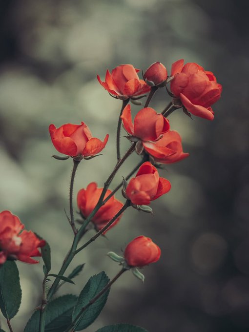 A close-up photograph of vibrant red-orange rose buds on a stem, set against a softly blurred green and gray background.