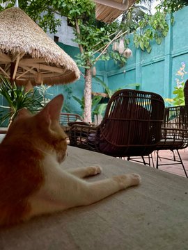 A ginger and white cat relaxing on a table at a tropical outdoor lounge, looking toward a thatched-roof structure, wicker chairs, and a green wall.