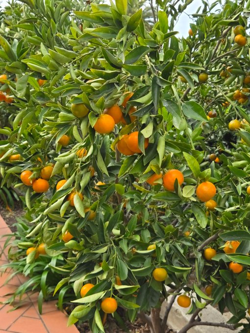 An orange tree heavy with ripe, round orange fruits surrounded by lush green leaves.