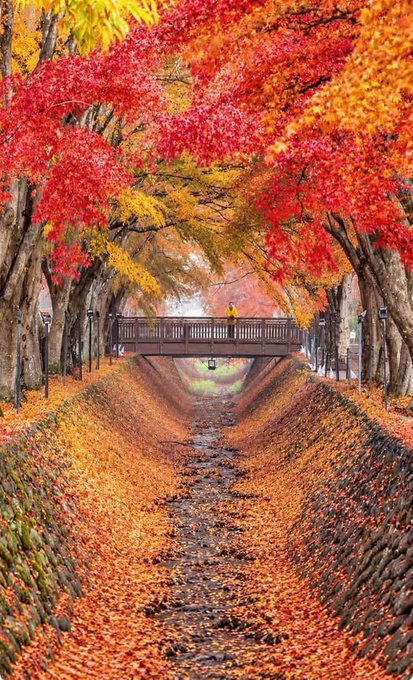 A picturesque autumn scene features a small wooden bridge crossing a stone-lined channel filled with fallen leaves, surrounded by trees displaying vibrant red and orange foliage.