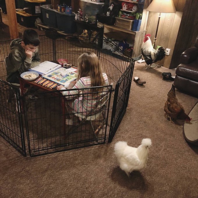 Two children sit at a small table inside a black wire playpen doing schoolwork, while several chickens and a rooster roam freely around them in the living room.