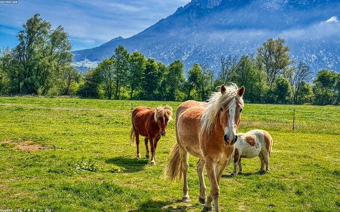 A webcam image from a farm showing three horses including a Haflinger and a pony grazing in a lush green field with snow-capped mountains in the background.