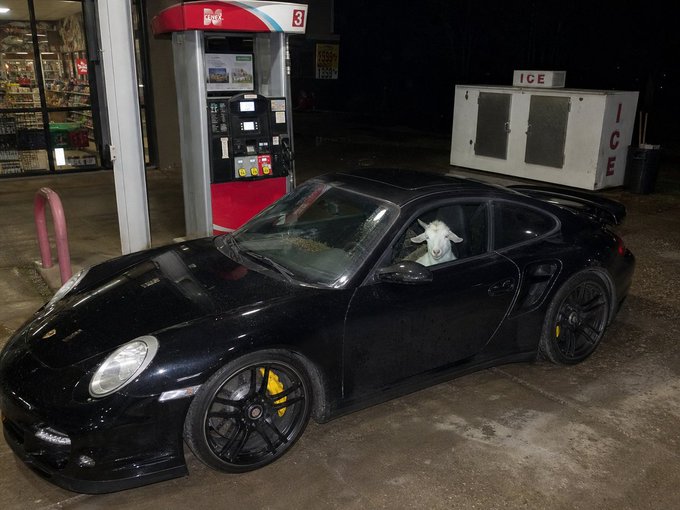 A black Porsche sports car is parked at a gas station at night, humorously featuring a white goat sitting in the driver's seat looking out the window, with an 'ICE' cooler visible in the background.