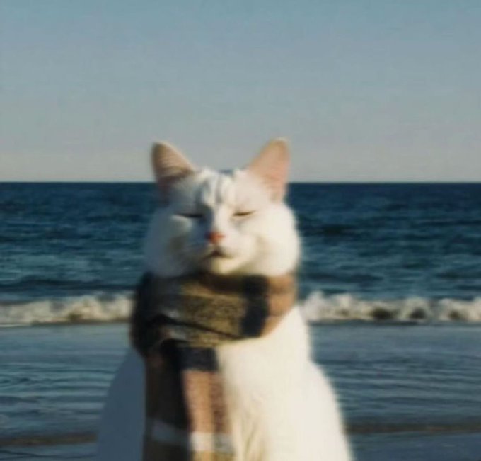 A white cat sits facing the ocean with its eyes closed, wearing a brown and black plaid scarf wrapped around its neck.