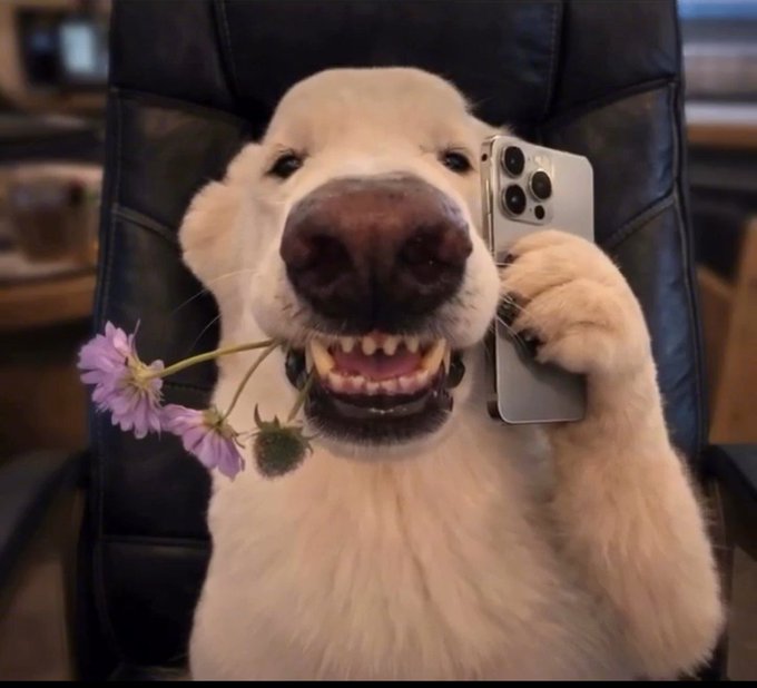 A golden retriever sits in a black office chair, holding an iPhone in one paw as if taking a selfie while a purple flower dangles from its mouth. The humorous, casual "selfie" vibe mirrors the post's lighthearted Friday morning tone, using the charming, approachable image to complement its discussion of DeFi projects like @NomismaNetwork and @useTria making crypto smoother and more user-friendly.