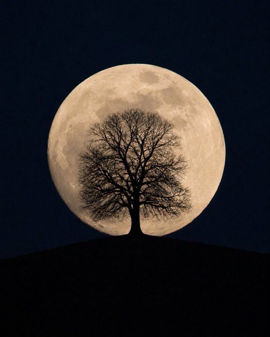 A solitary bare tree stands silhouetted against a glowing full moon, rising over a dark hill in the night sky. The image evokes a quiet, mysterious mood—perfect for the post "Slide Back Into Your Moon Hiding!" suggesting a nostalgic retreat or a tranquil escape under the moonlight.