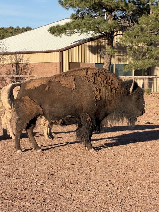 A large brown bison stands in a dirt enclosure, displaying its characteristic shaggy winter coat and hump, with a tan building and pine trees in the background.