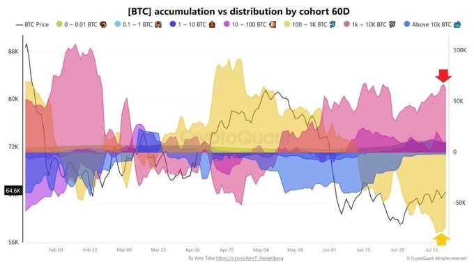 A CryptoQuant chart titled '[BTC] accumulation vs distribution by cohort 60D' showing Bitcoin price around $64.6K-$88K range from February to July, displaying various wallet cohorts colored from yellow (small holders) to pink/blue (larger holders), with red and yellow arrows indicating recent trends.
