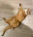 An orange tabby cat lies playfully on its back on a light-colored floor, appearing to have just slid or rolled into this position.