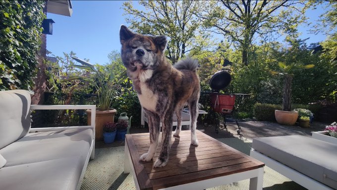 A brindle-coated dog stands on a wooden table in a sunny outdoor patio setting with greenery, potted plants, and outdoor furniture in the background.