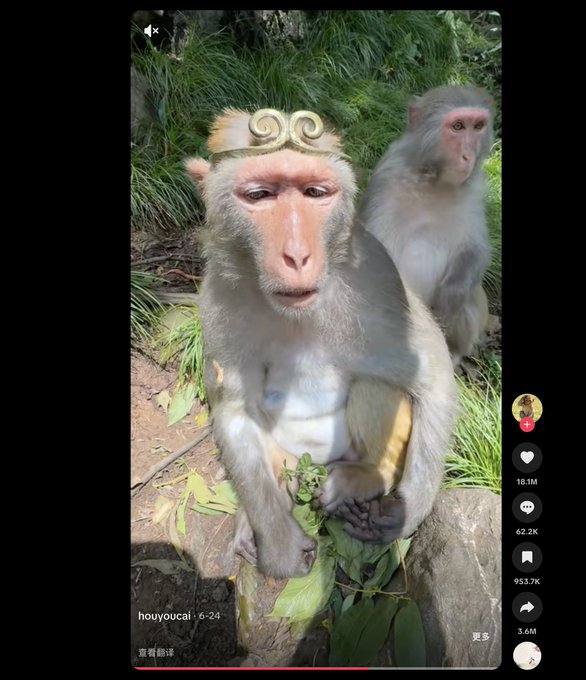 A monkey with a crown doodle sits holding leaves while another monkey looks on, posted by user @houyoucai on 6-24, with 18.1M likes shown — the image playfully references the post's mention of 18M likes on overseas TikTok and serves as visual branding for the "Wukong" meme coin being promoted on the Robinhood blockchain.