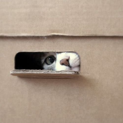 A close-up of a black and white cat peeking through a narrow slot in a cardboard box.