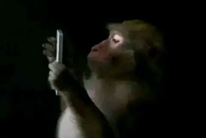 A capuchin monkey stares intently at a smartphone in a dimly lit setting, its face illuminated by the screen's glow. The image humorously pairs with the post about Hut 8 investors and a $250K mining machine purchase, suggesting the "monkey" is naively making a significant investment without fully understanding the consequences.