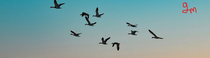 A flock of birds flies in silhouette against a gradient blue sky, with a red 'gm' watermark in the upper right corner.