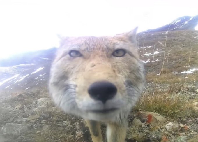 An extreme close-up shot of a curious fox in a mountainous, grassy terrain, its face filling most of the frame as it looks directly at the camera.