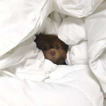 An adorable brown puppy peeks out from beneath a cozy white comforter, perfectly capturing the sleepy, playful spirit of a "WOOFmornin!" greeting.