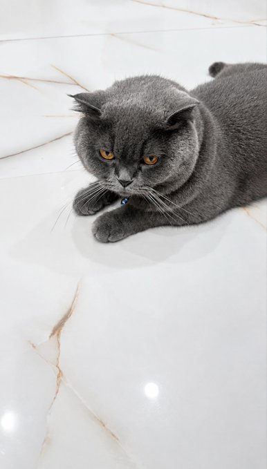 A gray British Shorthair cat lying on a white marble floor, looking up with bright orange eyes.