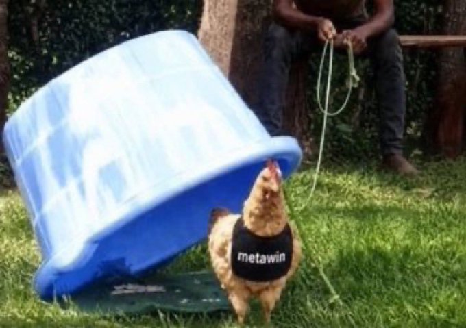 A chicken wearing a black shirt labeled "metawin" emerges from under a blue bucket on the grass, while a person sits on a bench in the background holding a rope attached to the bucket, playfully illustrating the hopeful message "I won't get tired of trying, I know one day I'll win."