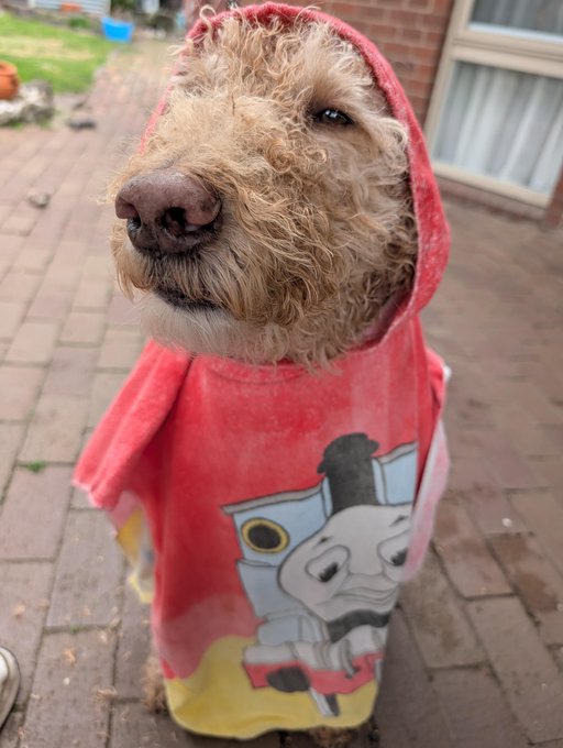 A close-up photo of a curly-haired dog wearing a red hooded shirt featuring a cartoon train design, standing on a brick patio.