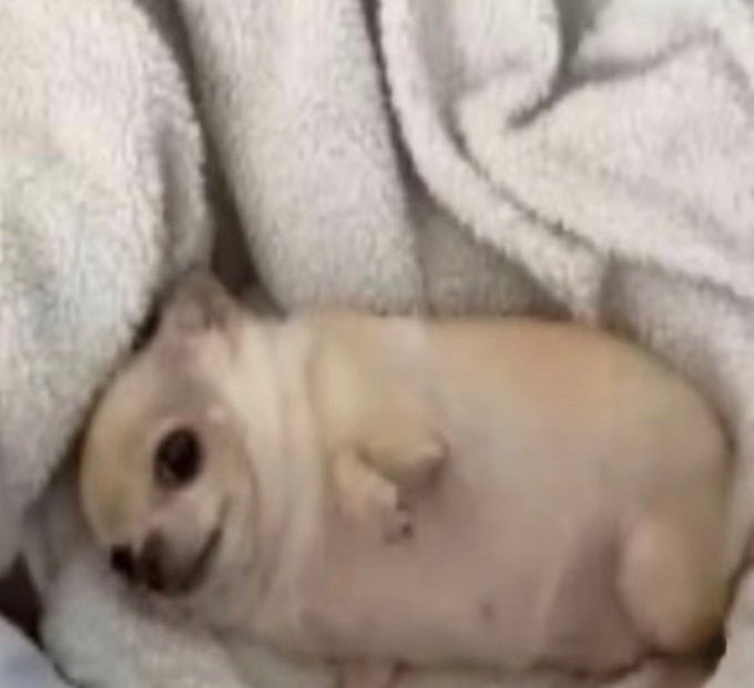 A small, light-colored dog or puppy is lying on its back, appearing to roll around playfully on a soft, textured gray blanket.