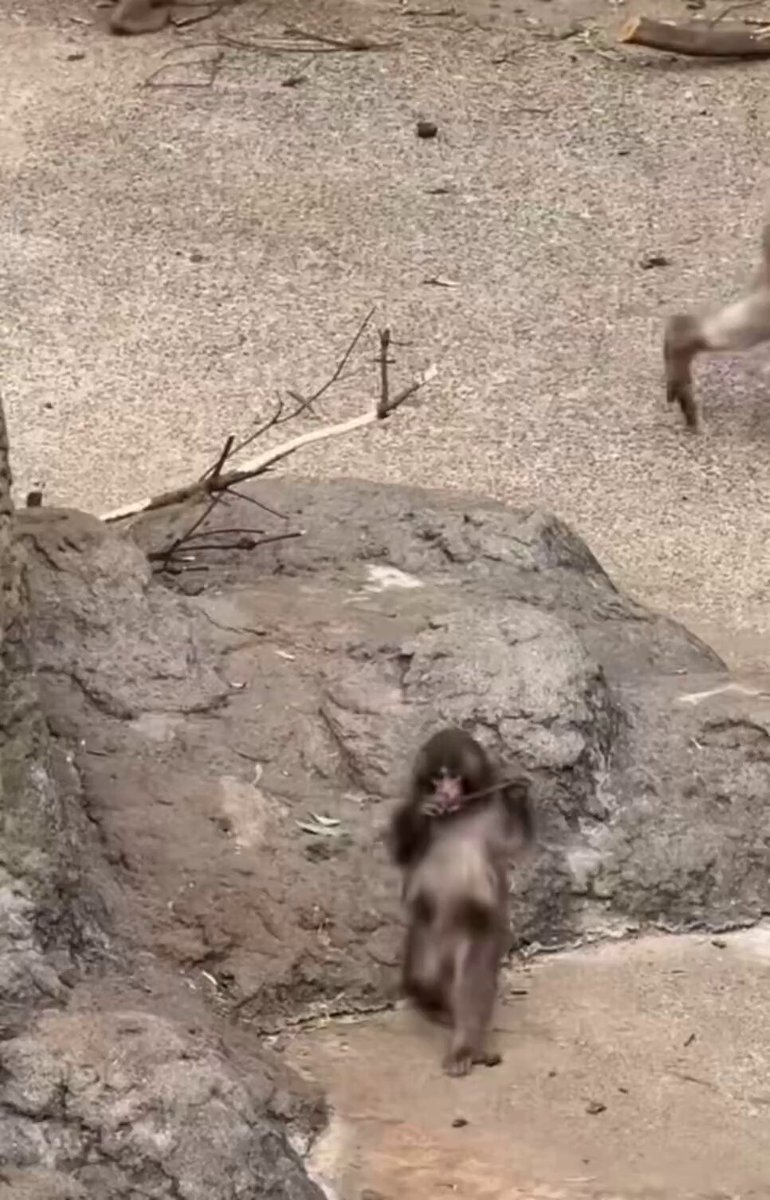 The image shows a monkey walking across a rocky area, with its back towards the camera. There are two other monkeys visible in the background, one of which appears to be running away from the main subject. The scene takes place outdoors on a dirt ground, giving an impression that it is set in a natural environment like a jungle or forest.