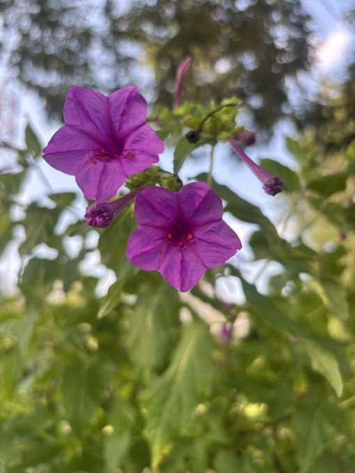 Two vibrant purple trumpet-shaped flowers with orange centers bloom against a backdrop of green foliage and blue sky.